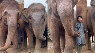 Elephant Shows Heartwarming Love As It Comforts Caretaker In Rain With Its Trunk; Netizens Call It The 'Purest Bond'
