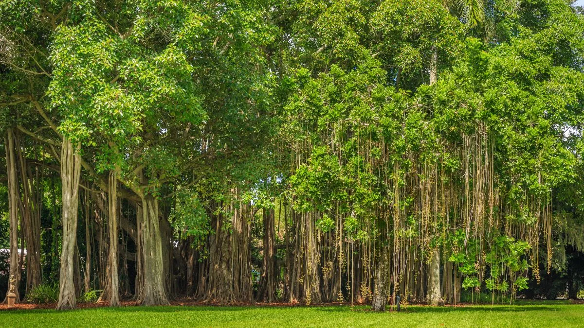 bengaluru-has-lost-86-tree-viral-post-sparks-debate-on-urbanisation-and-green-loss