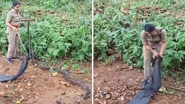 kerala-woman-forest-officer-makes-her-first-king-cobra-rescue-in-6-minutes-earns-netizens-praise-watch