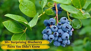 30+ Surprising Blueberry Facts You Didn’t Know – Celebrate Blueberry Day With A Healthy Bite