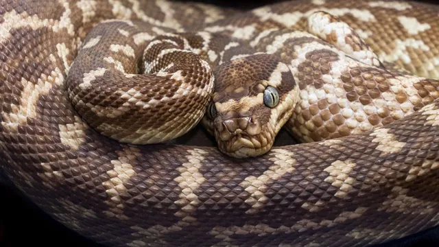 indonesia-missing-farmer-found-dead-inside-stomach-of-2-foot-python