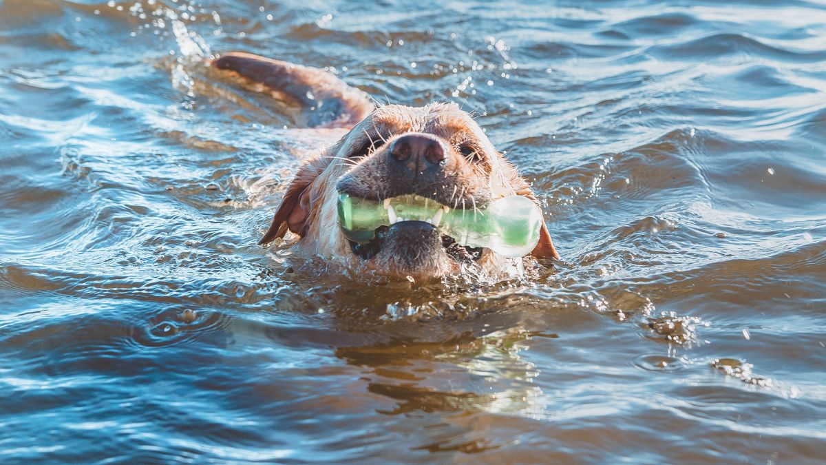 Labrador Puppy Regular Exercise
