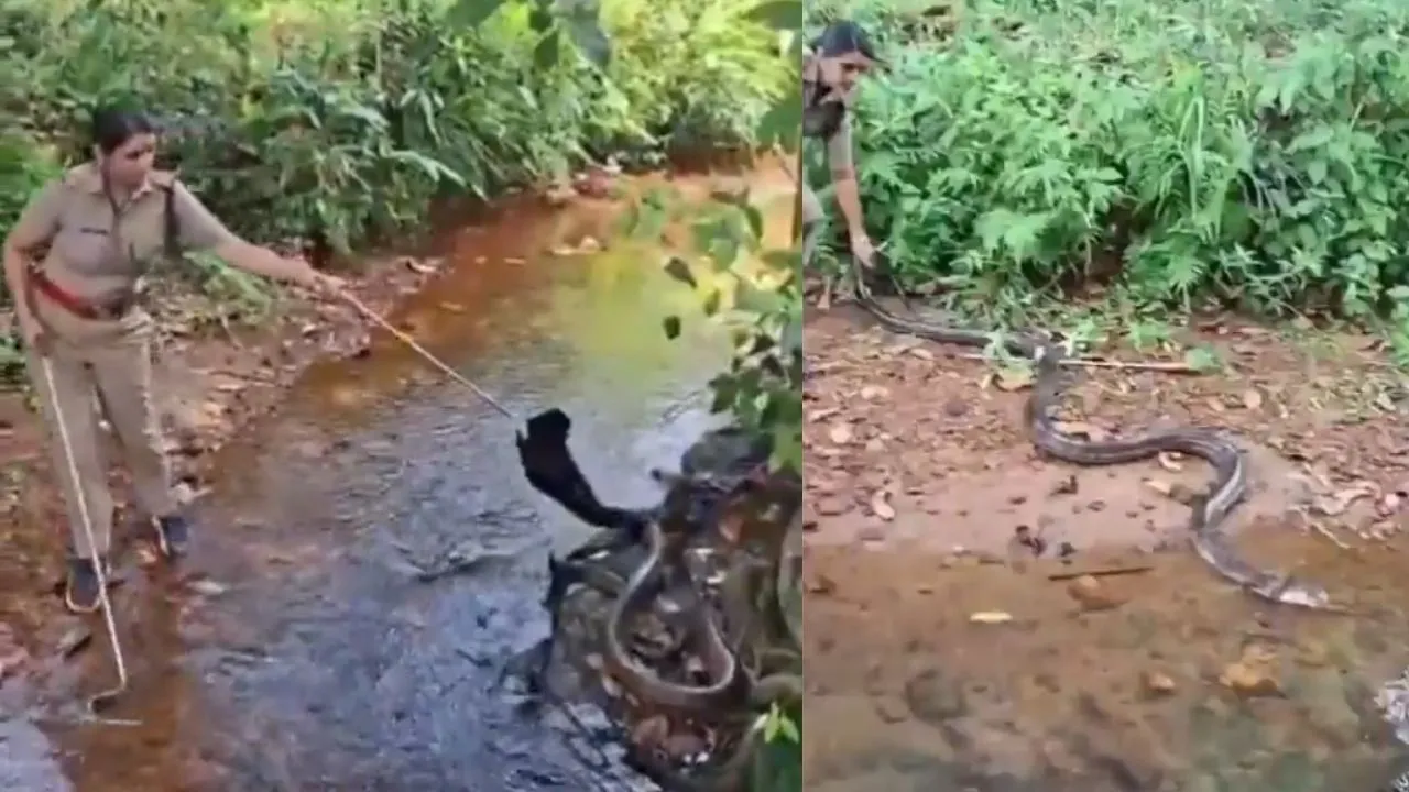fearless-kerala-officer-stuns-internet-with-daring-rescue-of-18-foot-king-cobra-in-viral-video