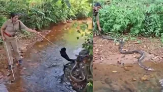 Fearless Kerala Officer Stuns Internet With Daring Rescue Of 18-Foot King Cobra In Viral Video