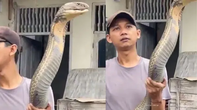 man-fearlessly-lifts-king-cobra-with-bare-hands-in-viral-video-internet-gets-goosebumps
