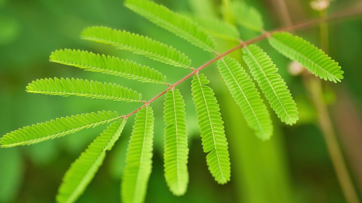 Lucky Plants To Grow In Sawan 2025