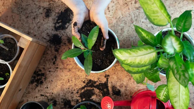 how-to-protect-your-plants-during-the-monsoon-season