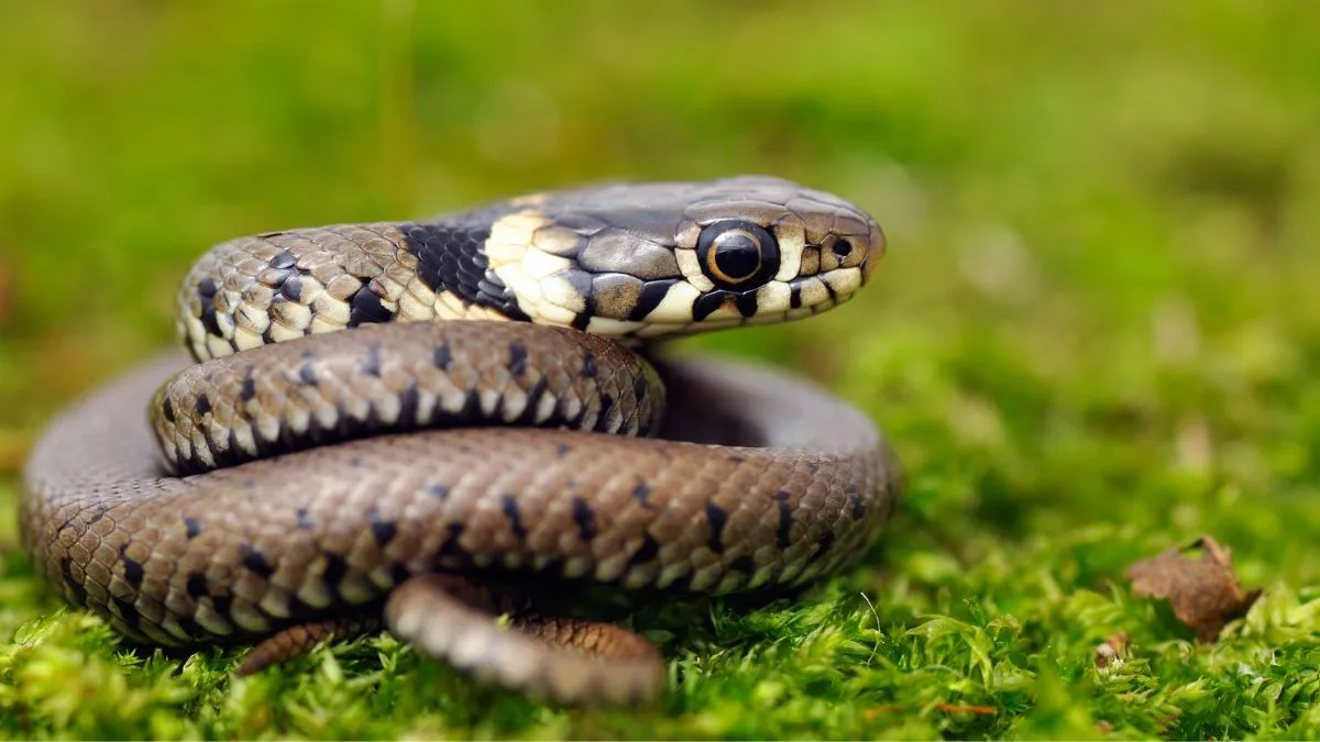 which-everyday-kitchen-items-can-attract-snakes-during-the-rainy-season