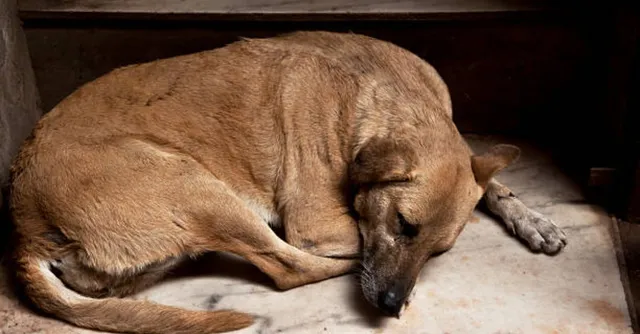 bengaluru-bbmp-to-serve-cooked-meals-to-stray-dogs-first-of-its-kind-initiative-in-india-details-here