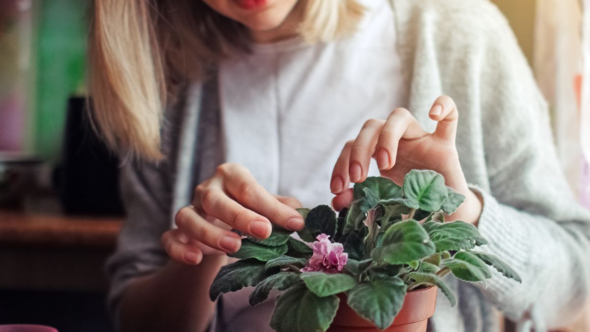 Plant Care In Monsoon