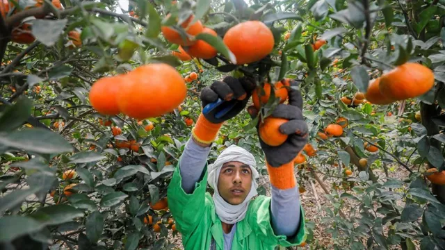 indian-oranges-are-now-saving-millions-with-this-life-saving-medicine-france