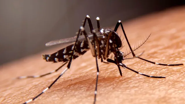 why-viral-fevers-dengue-and-typhoid-surge-during-monsoon-doctor-explains
