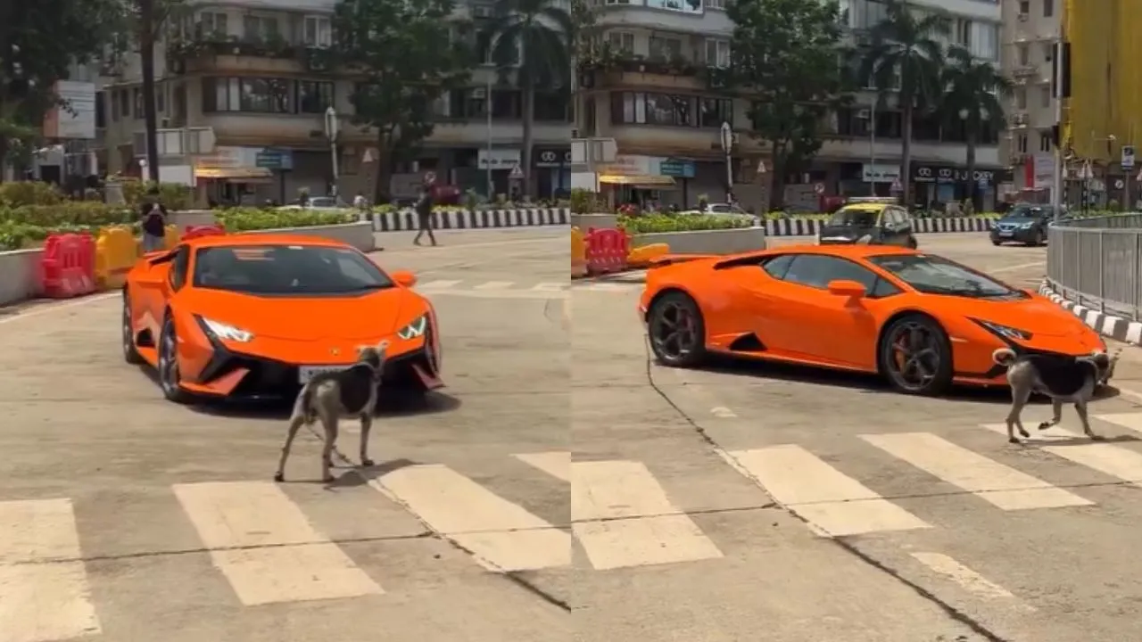 dogesh-bhai-se-panga-nahi-mumbai-dog-blocks-and-chases-lamborghini-in-viral-video-internet-cant-stop-cheering