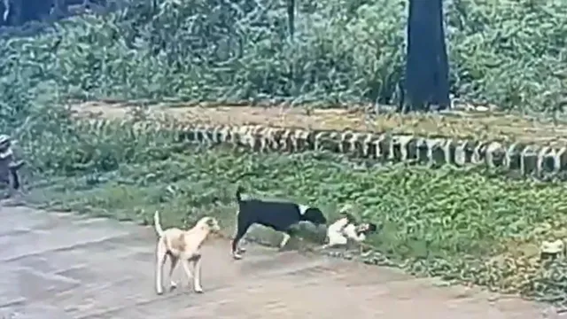 little-girl-in-karnataka-attacked-by-street-dogs-while-simply-walking-shocking-cctv-video-goes-viral