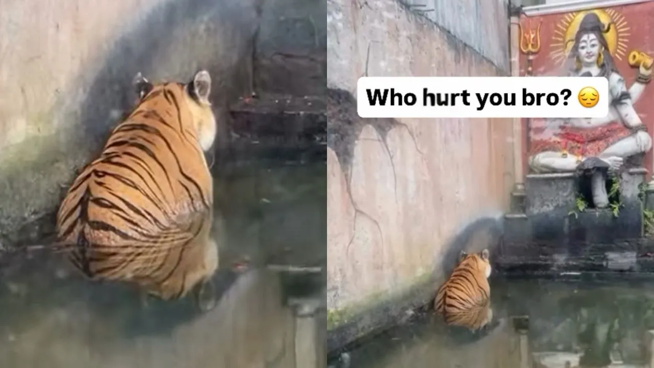 tiger-sits-calmly-before-lord-shiva-idol-internet-cant-handle-the-wholesome-vibes-bro-is-praying-to-his-god