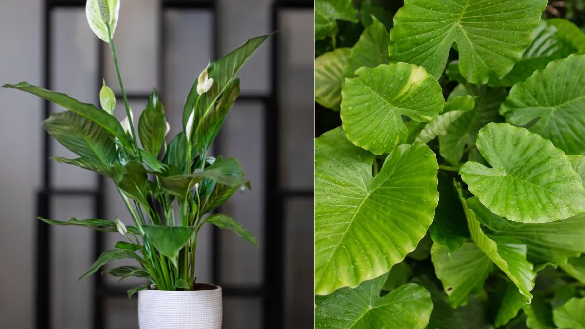 Curated visual reference: Visual Reference: Which Indoor Plants Can Boost Your Health Ease Stress And