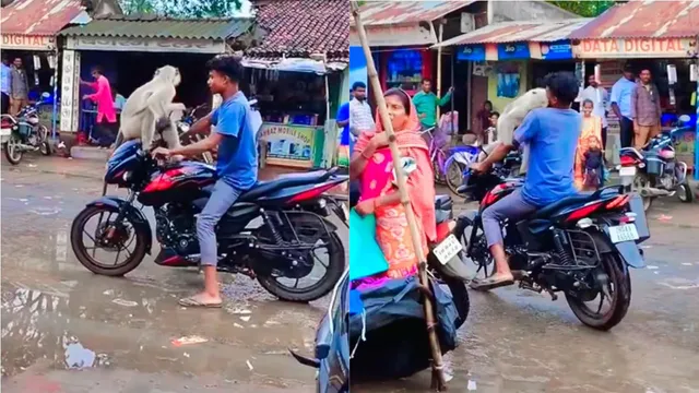 biker-takes-langur-for-ride-on-handlebar-instantly-regrets-the-wild-move-viral-video