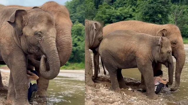 heartwarming-viral-video-elephants-stand-like-bodyguards-to-protect-caretaker-by-riverside
