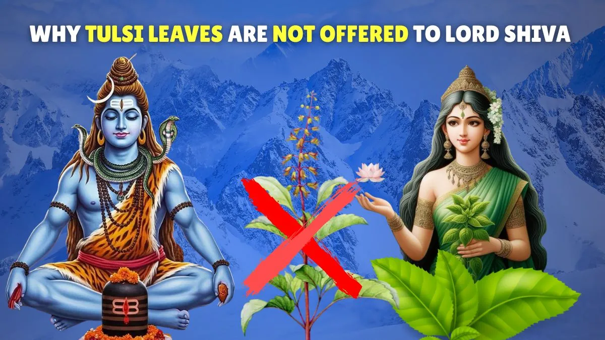 why-tulsi-leaves-are-not-offered-to-lord-shiva-know-lesserknown-legend