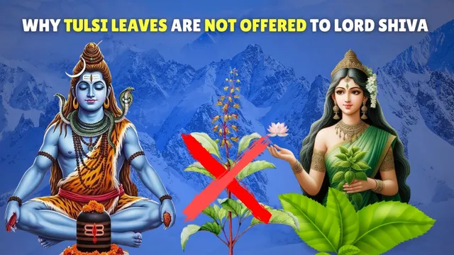 why-tulsi-leaves-are-not-offered-to-lord-shiva-know-lesserknown-legend