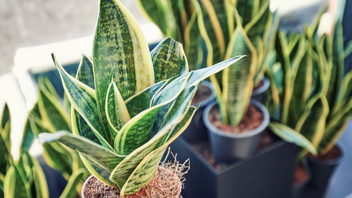 Stress Relief Indoor Plants