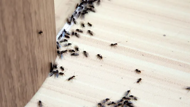 how-to-repel-insects-naturally-during-the-rainy-season-6-easy-home-remedies-to-try