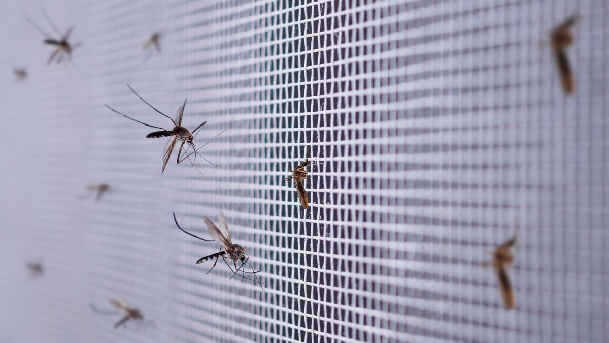 how to keep your home pest free during monsoon