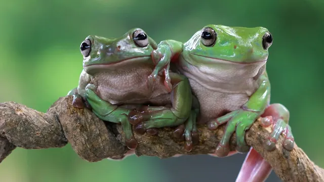 did-you-know-female-frogs-fake-their-death-to-avoid-unwanted-attention-from-males