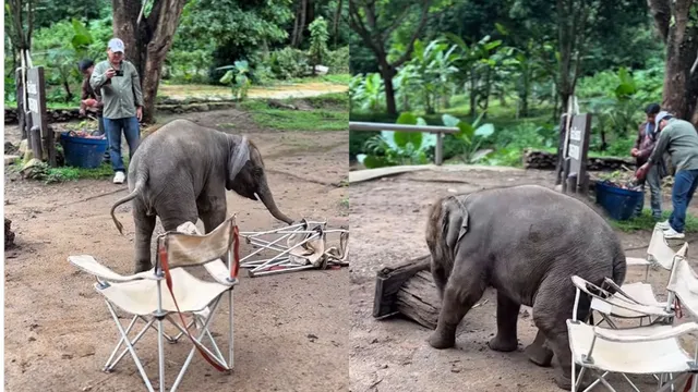 adorable-baby-elephants-attempt-at-sitting-on-chair-leaves-internet-gushing-netizens-call-it-smart