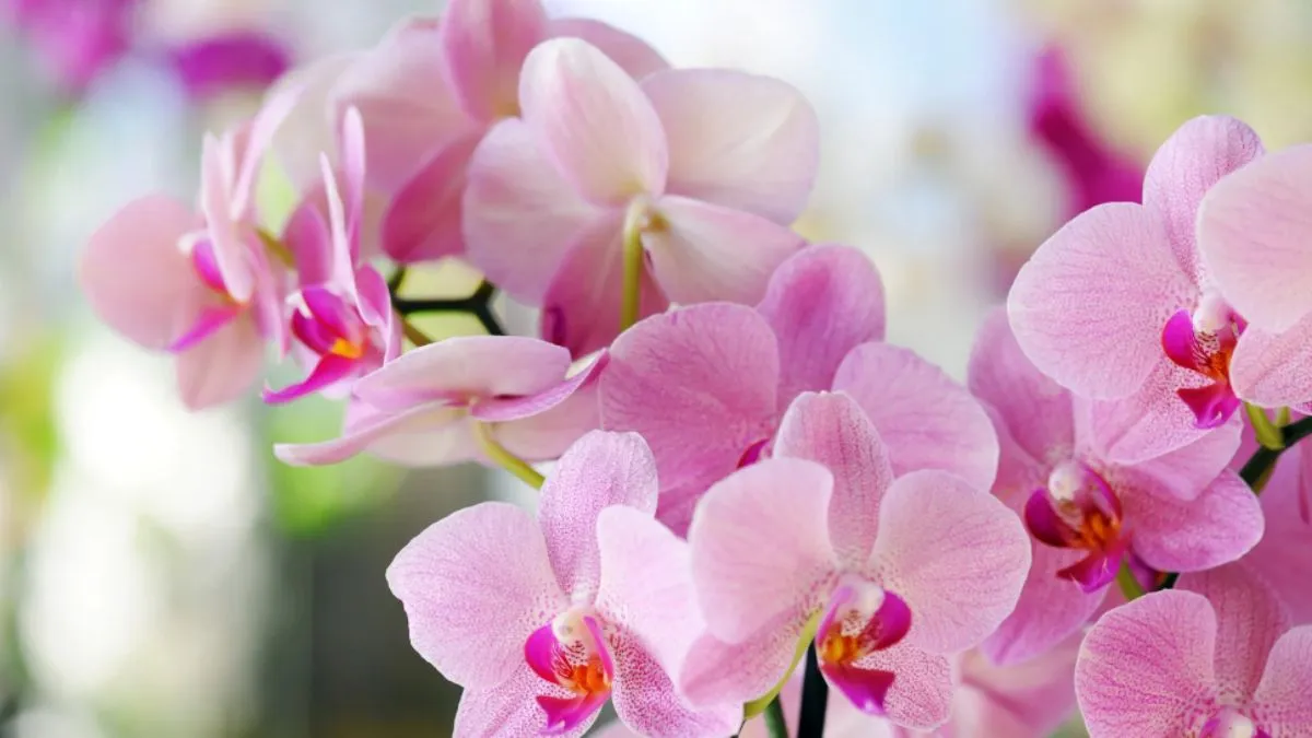 arunachal-pradesh-to-be-crowned-indias-orchid-capital-in-bold-new-tourism-drive