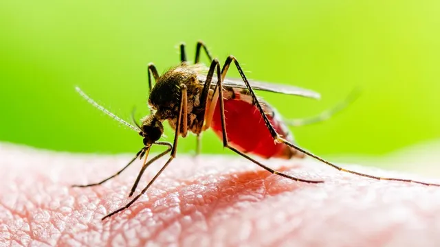 chikungunya-returns-after-two-decades-who-warns-560-crore-at-risk-know-symptoms-treatment-prevention-tips