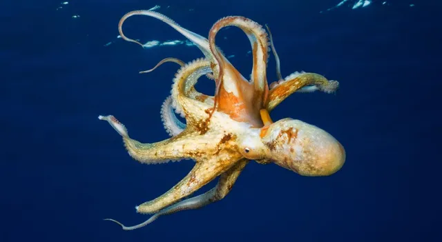 which-animal-has-3-hearts-and-blue-blood-know-unknown-facts-about-octopus