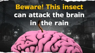 Monsoon Red Alert: Not Rain, But Brain-Attacking Tapeworm Sparks Life-Threatening Health Scare | Details Inside