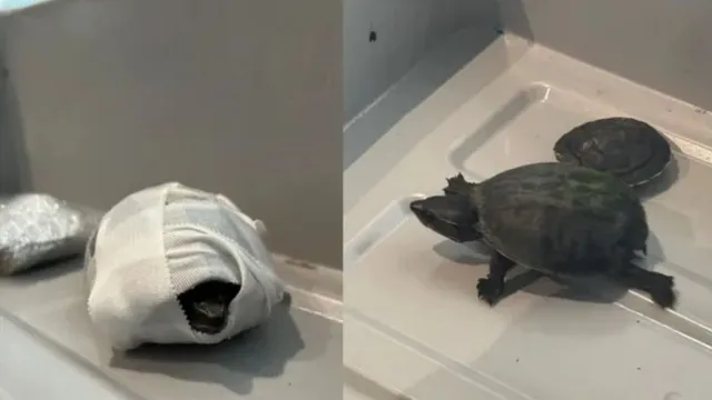 tsa-catches-woman-smuggling-turtle-pair-at-miami-airport
