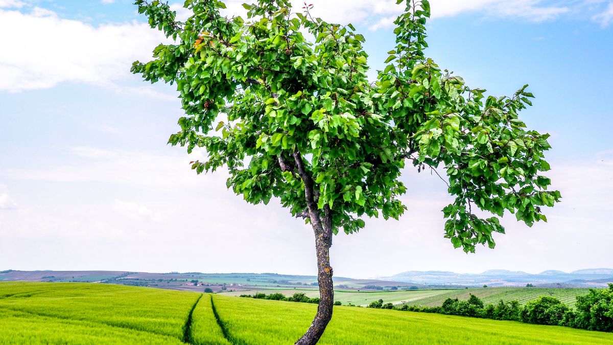 national tree day 2025 quotes (1)