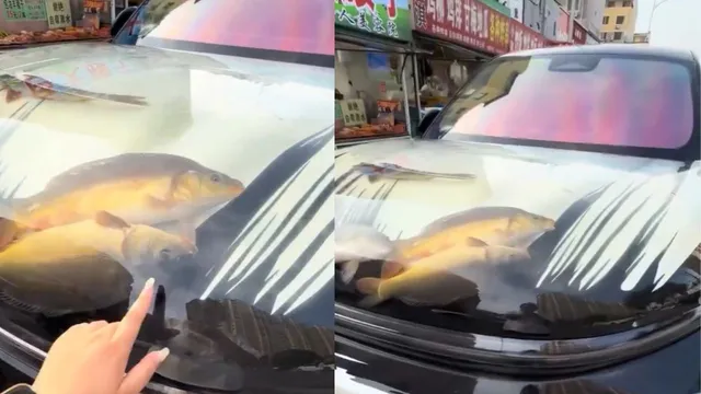 man-in-china-converts-car-bonnet-into-aquarium-with-gasping-fish-viral-video-faces-backlash