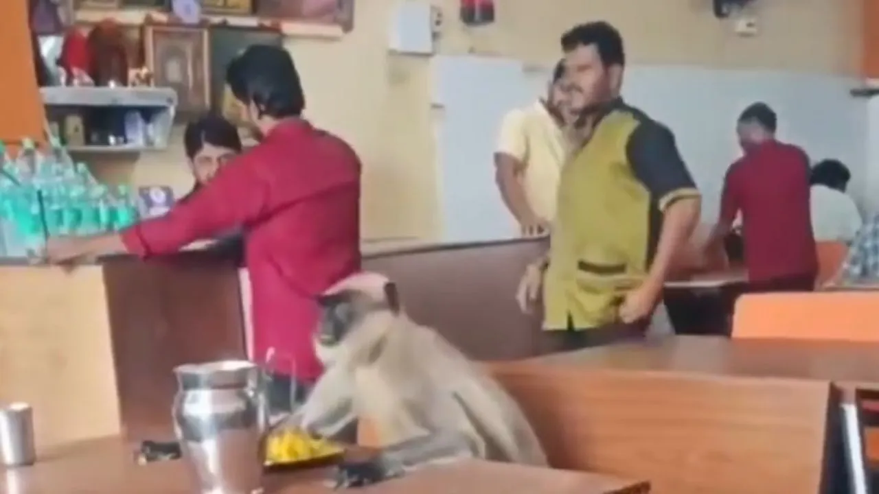 little-monkey-walks-into-restaurant-gets-breakfast-served-by-kind-staff-in-heartwarming-viral-video