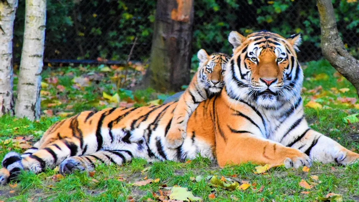 international-tiger-day-2025-visit-these-5-tiger-safari-spots-in-india-for-wildlife-photography