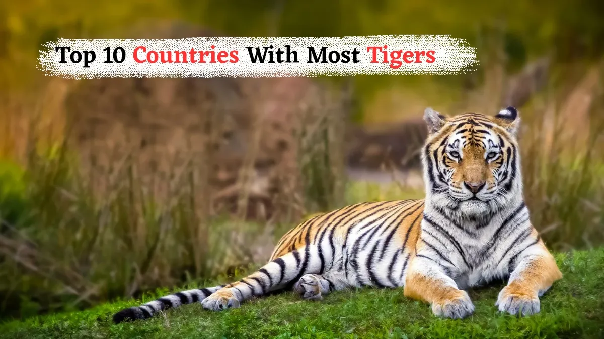 top-10-countries-with-most-tigers-in-the-world-international-tiger-day