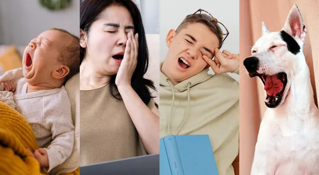 unknown-fact-about-yawning-it-cools-your-brain-but-how