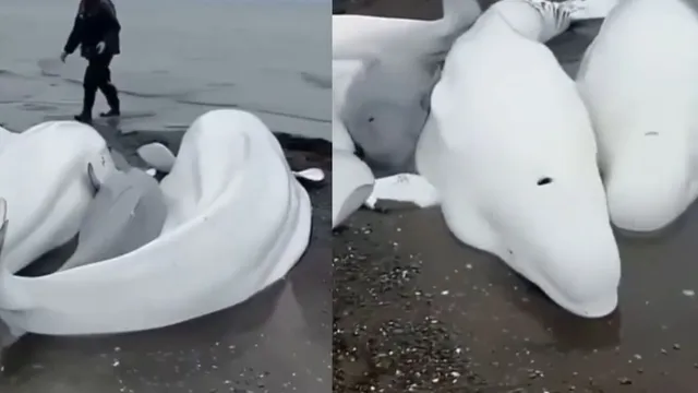 beluga-whales-really-warn-of-russias-massive-earthquake-truth-behind-viral-claim