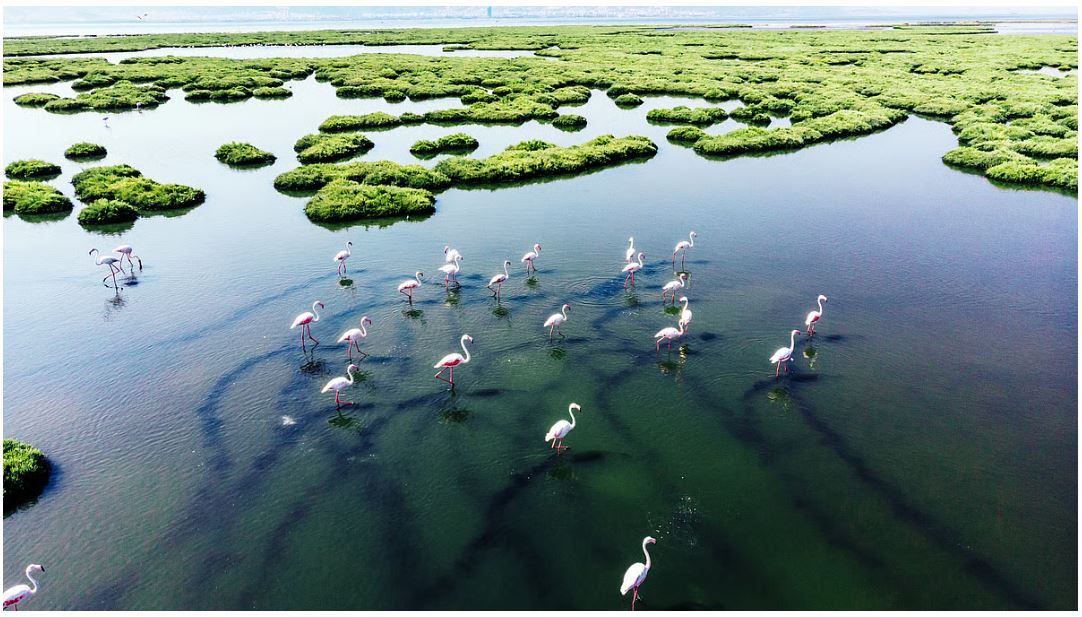 wetland