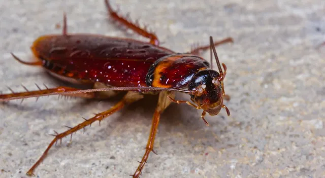 what-creature-can-live-for-days-without-a-head