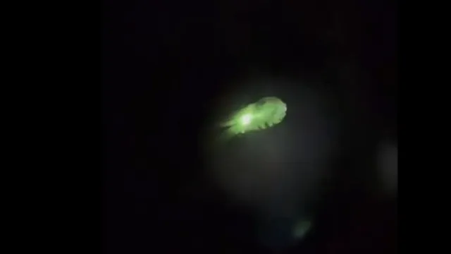 ufo-over-dallas-viral-video-of-squidshaped-object-divides-internet-watch