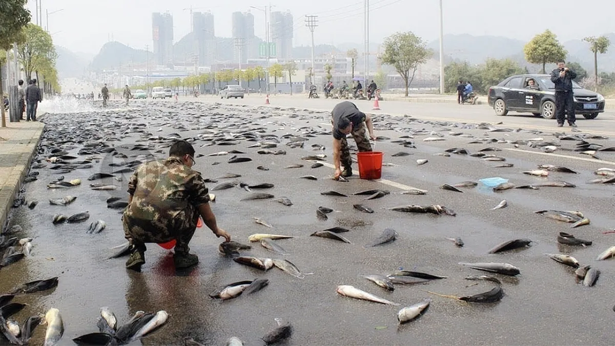 What County Rains Fish There's A Town In The World Where It Rains Fish? Know Reasons Behind ...