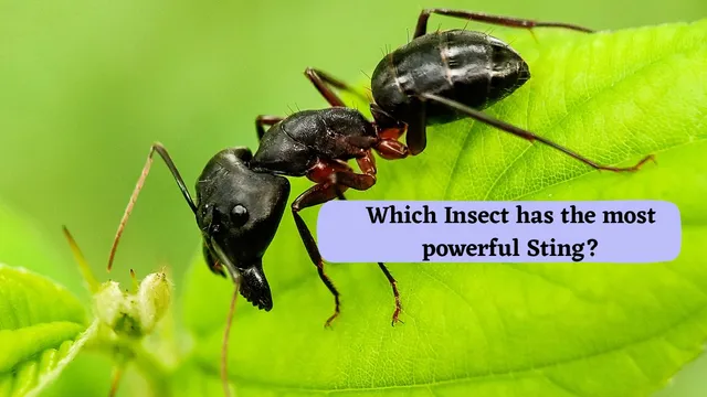 which-insect-has-the-most-powerful-sting-in-the-world