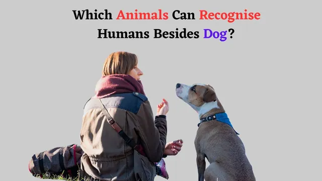 do-you-know-which-animals-can-recognise-you-by-face-besides-a-dog