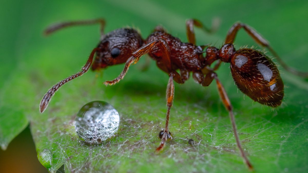 Which Insect has most powerful Sting (1)