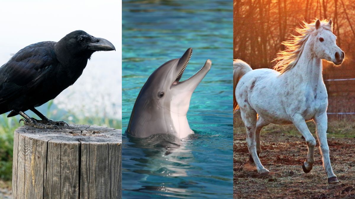 which animals can recognise humans besides a dog  (1)