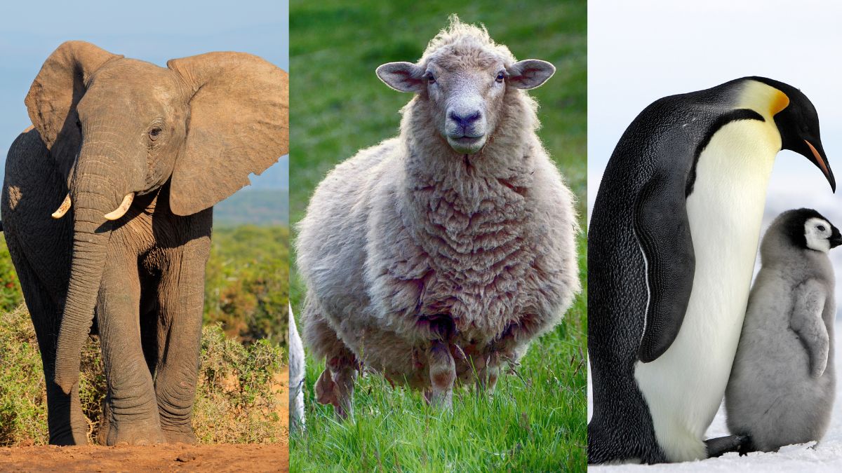 which animals can recognise humans besides a dog  (2)